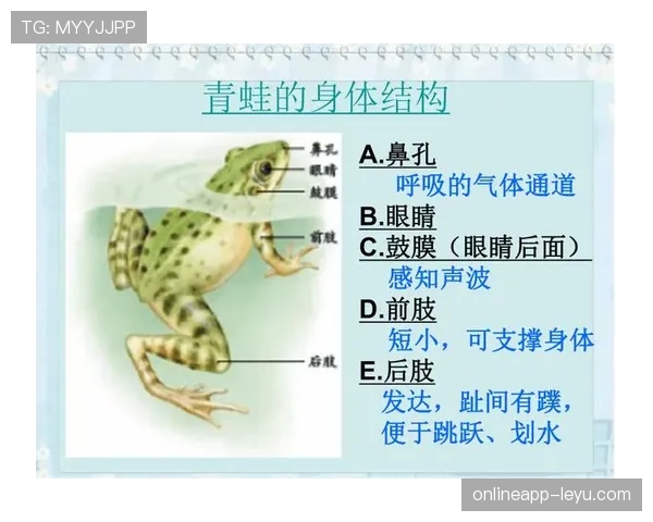 手球规则中“扩大身体面积”判罚到底如何界定? 手球规则中“扩大身体面积”判罚到底如何界定?